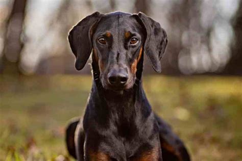 dobermann oren knippen|Doberman met ongeknipte oren: de waarheid over het knippen .